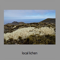 local lichen